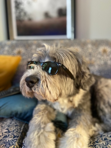 The Coolest Dog