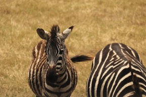 Ngorongoro Safari